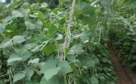 四季豆种植,从播种到收获的全程指南